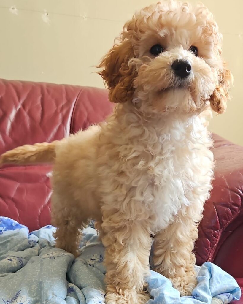 Maple the Cavapoo - the perfect hypoallergenic small dog