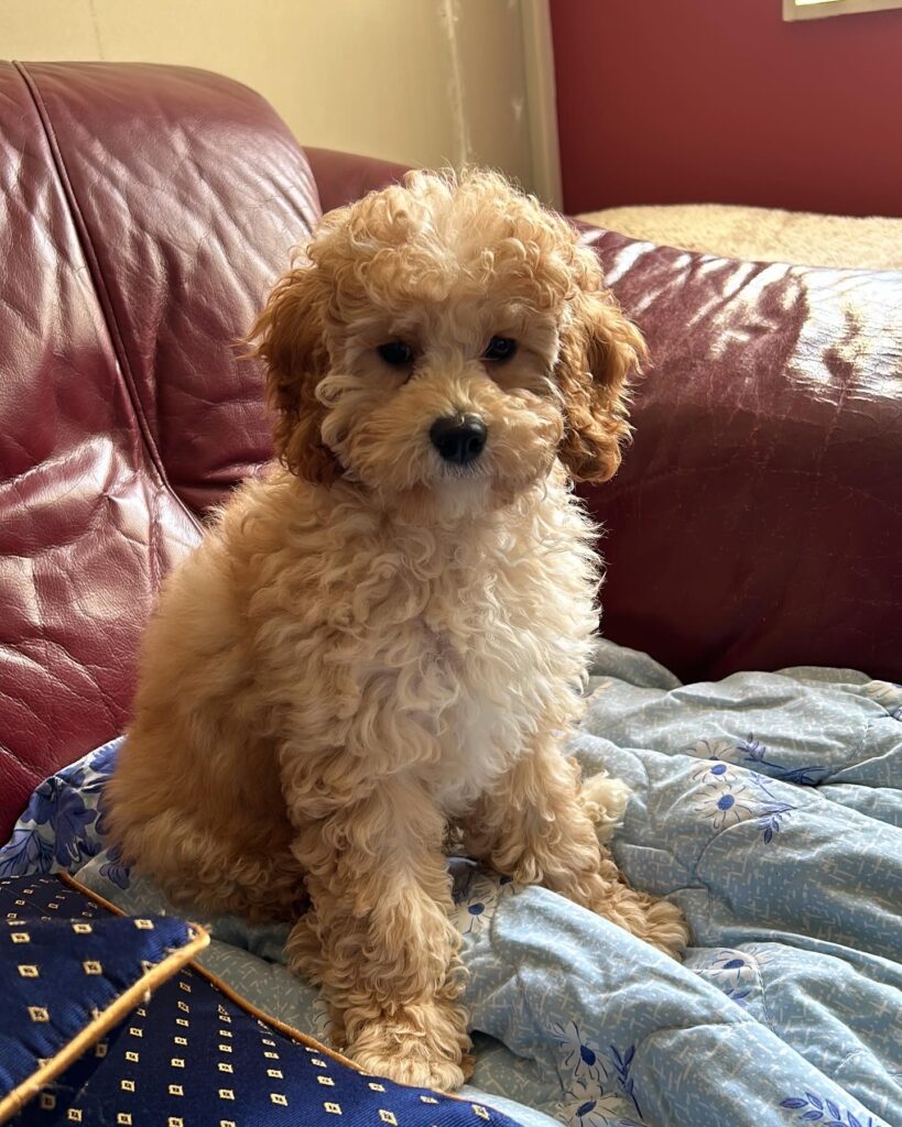 Maple the Cavapoo - the perfect hypoallergenic small dog