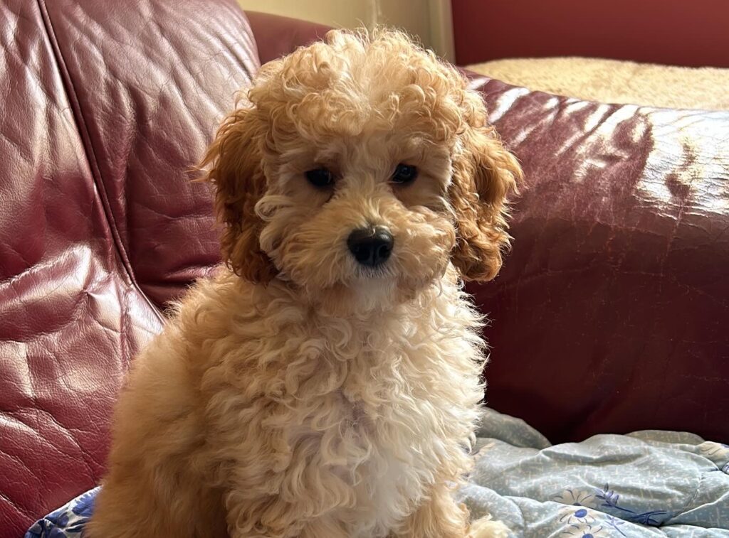 Cavapoo Best dog for allergies