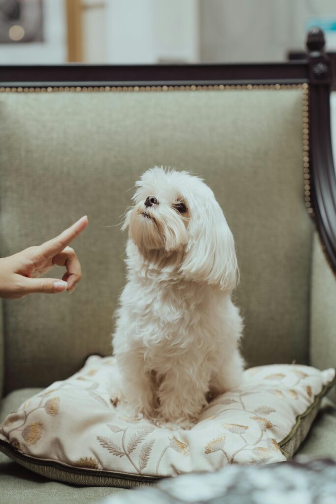 Maltese - Small dog for apartment living