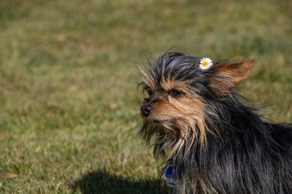 best small dogs for seniors