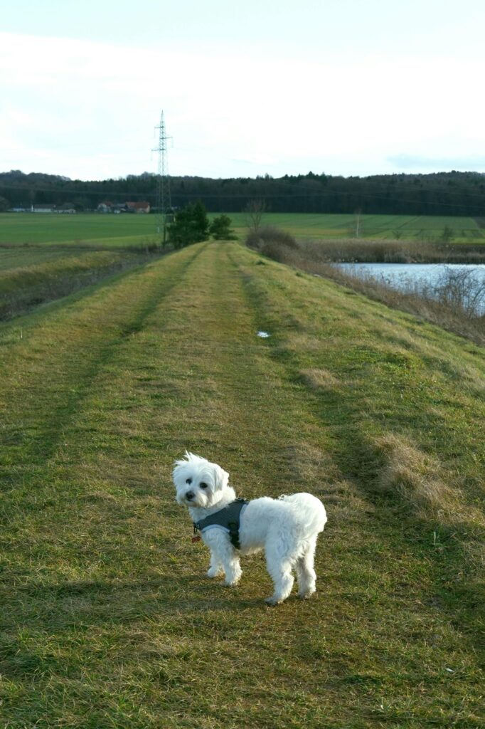 Bichon frise small dog or apartment living