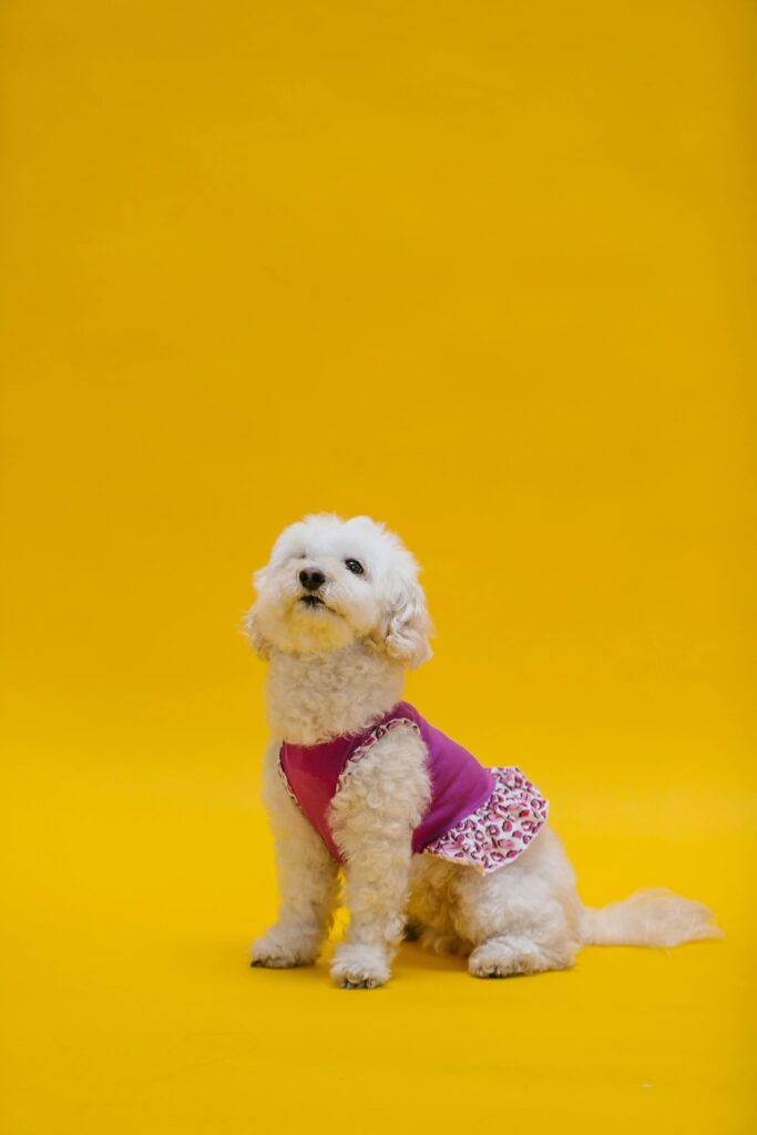 bichon - small dogs for apartments 