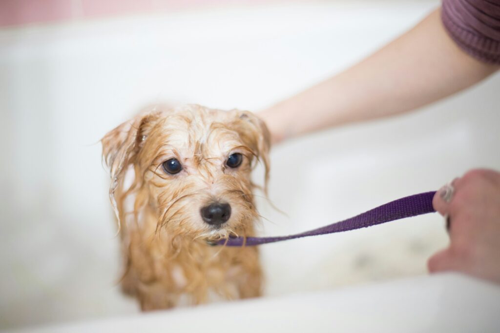 Cavapoo Grooming