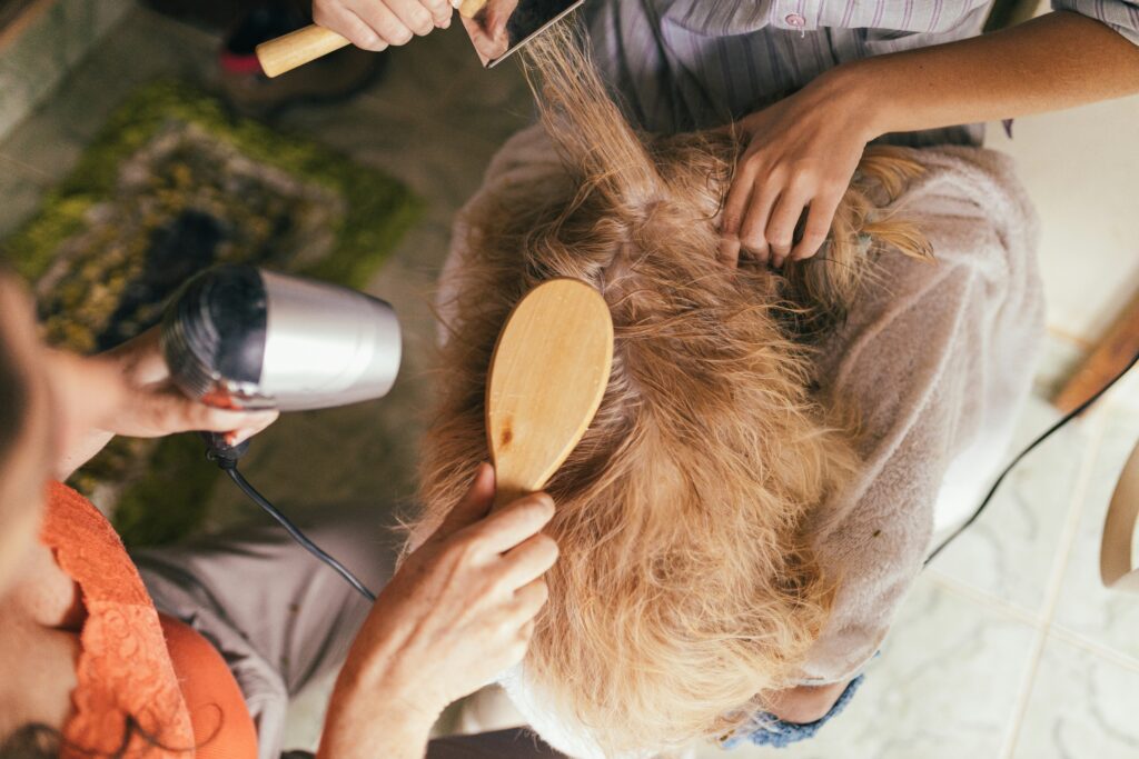 Cavapoo Grooming