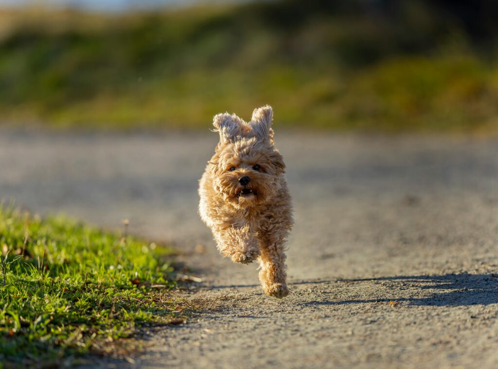 Hypoallergenic dog for apartment living