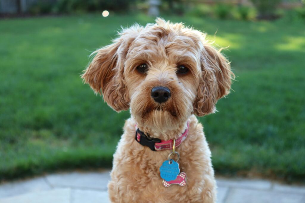 Cavapoo Temperament