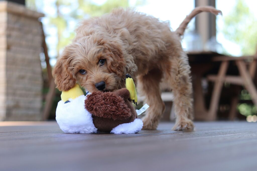 Cavapoo Temperament