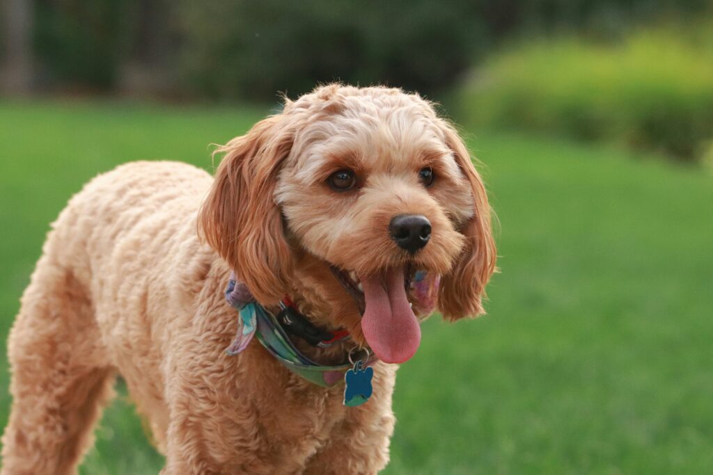 cavapoo temperament