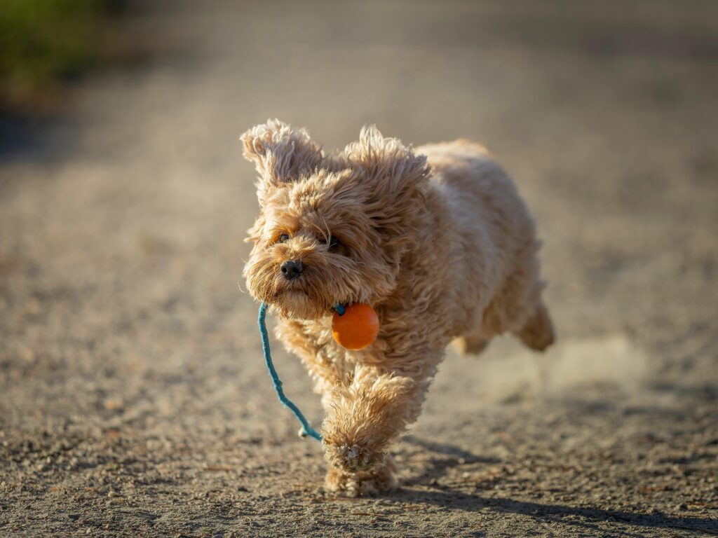 Cavapoo