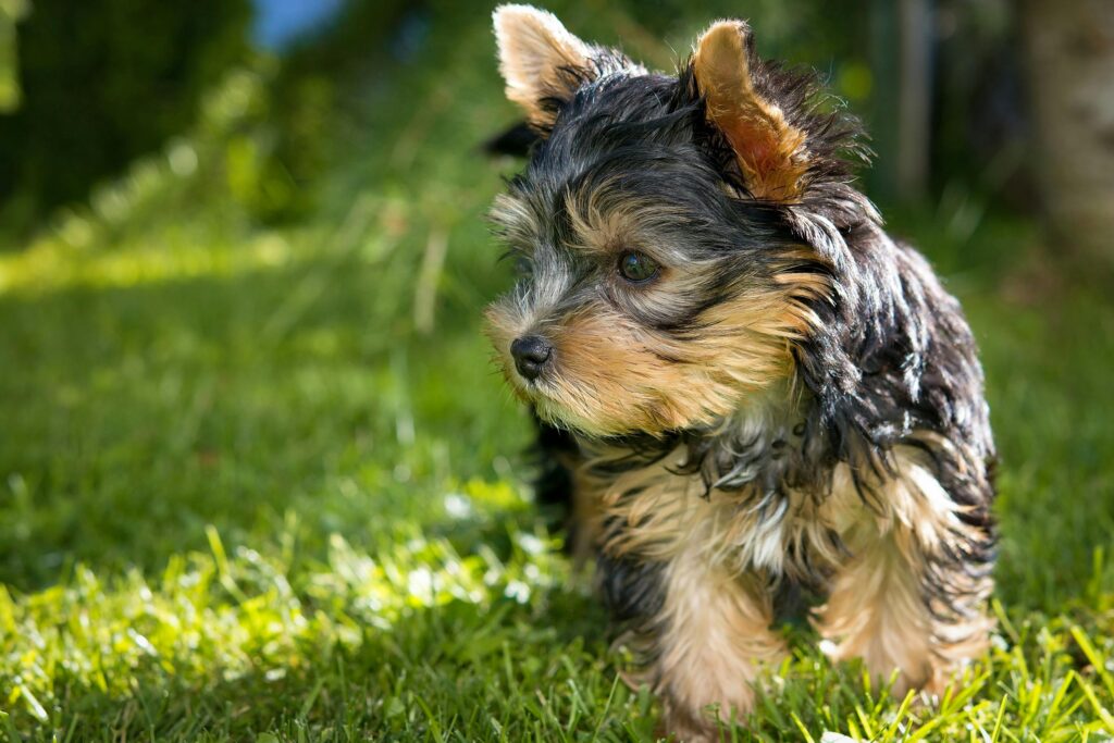 A cute Yorkshire Terrier puppy playing on a grassy lawn in daylight, showcasing its playful nature.