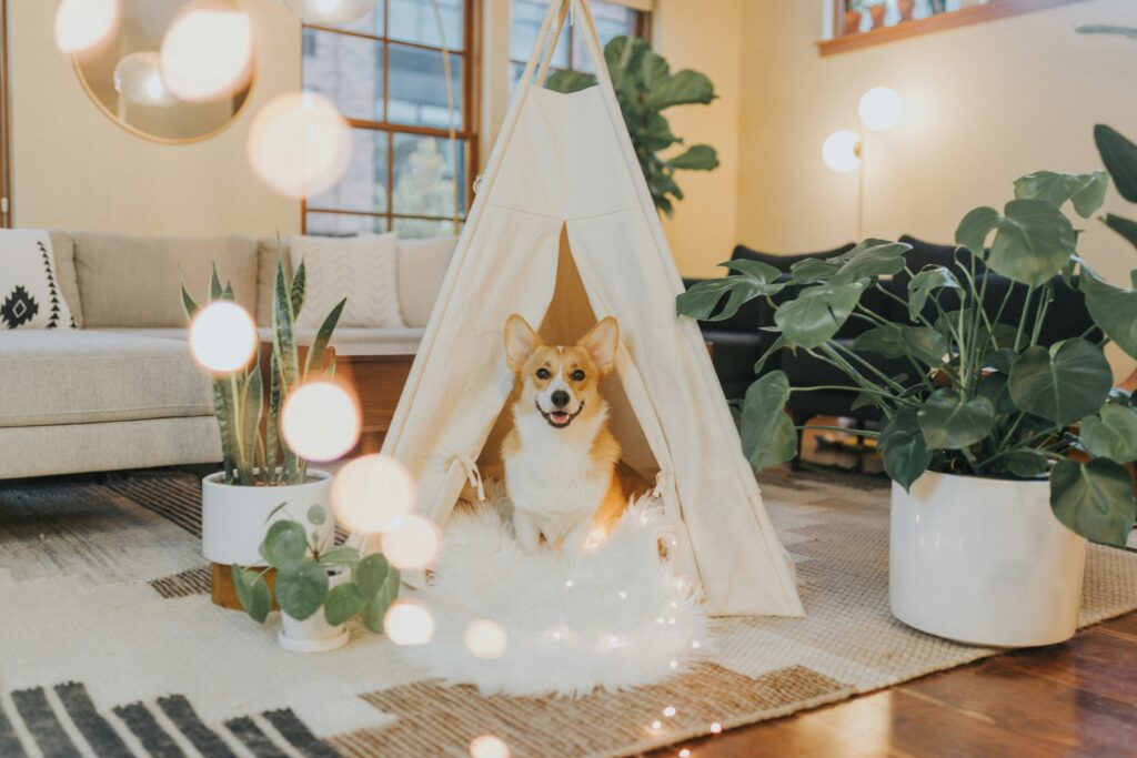 dog house for small dogs