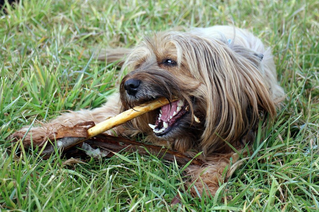 cavapoo dental care