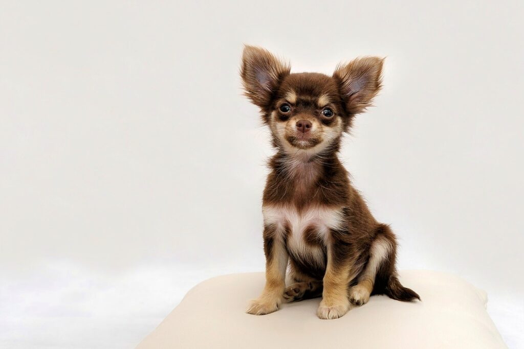 best small dog breeds