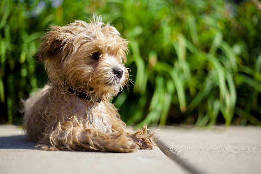 maltipoo, shake, relax, pool, hot, summer, water, leisure, young, relaxation, female, swimming, happiness, outdoors, wet, happy, down, deck, fun, nature, joy, cute, playing, cheerful, play, playful, activity, day, green, maltipoo, maltipoo, maltipoo, maltipoo, maltipoo