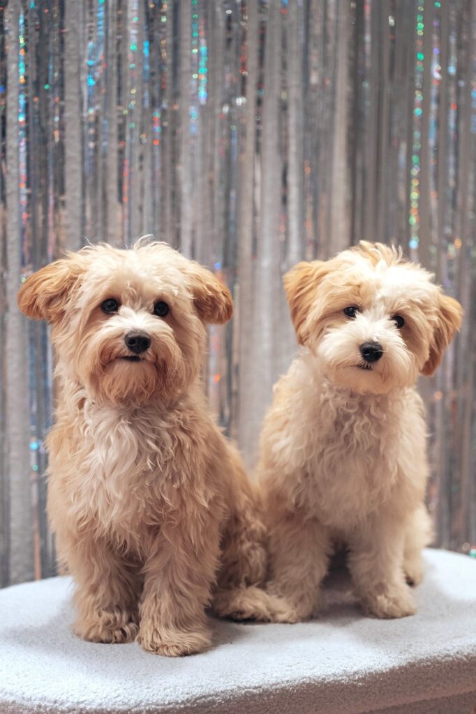 maltipoo, dogs, animal, domestic animal, cute, puppy, portrait, creature, fur, pooch, canine