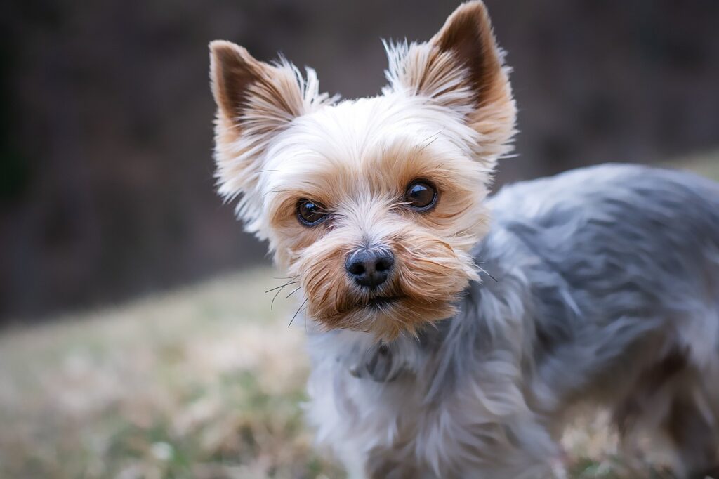 dog crate for small dogs