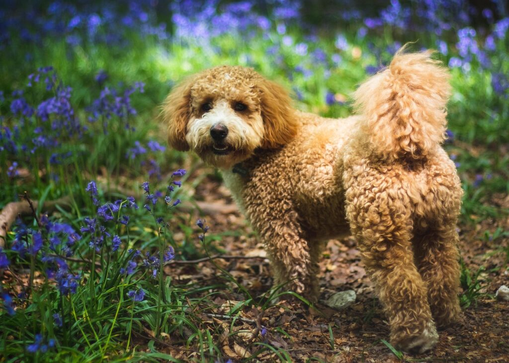 Cavapoo walking