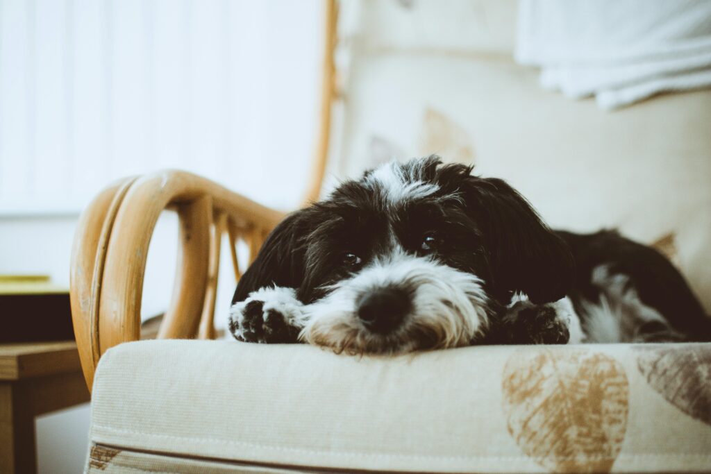 Havanese - Hypoallergenic dog - best friend for life