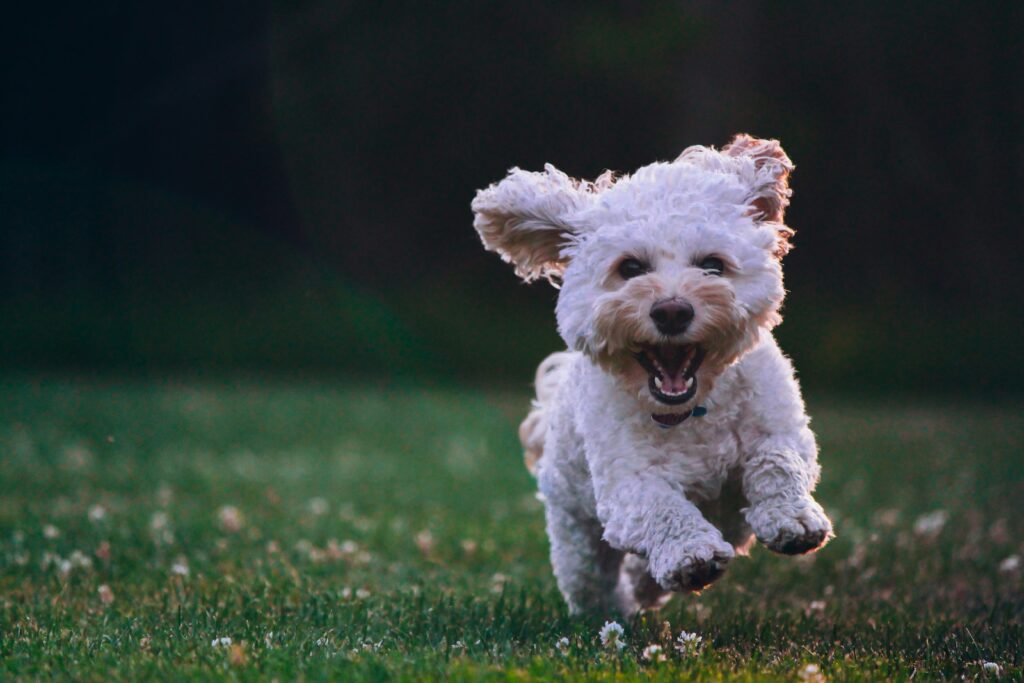 maltese - best small dog for seniors