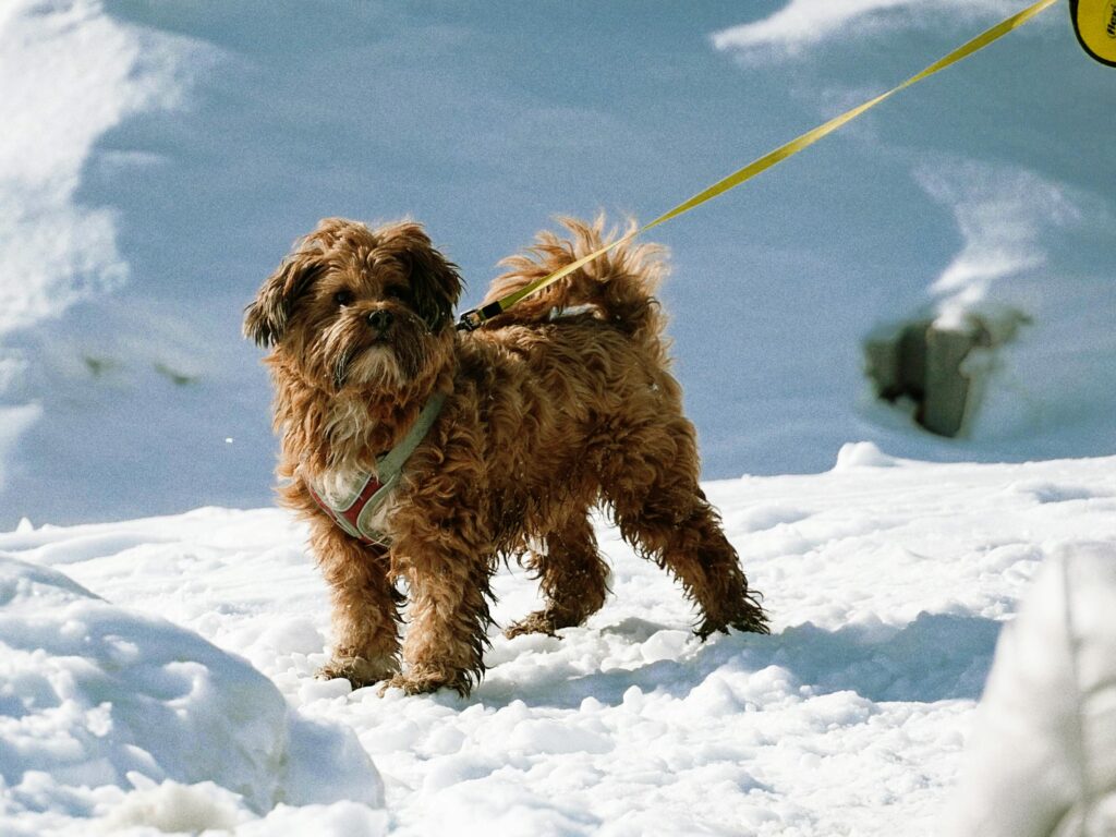 Maltipoo