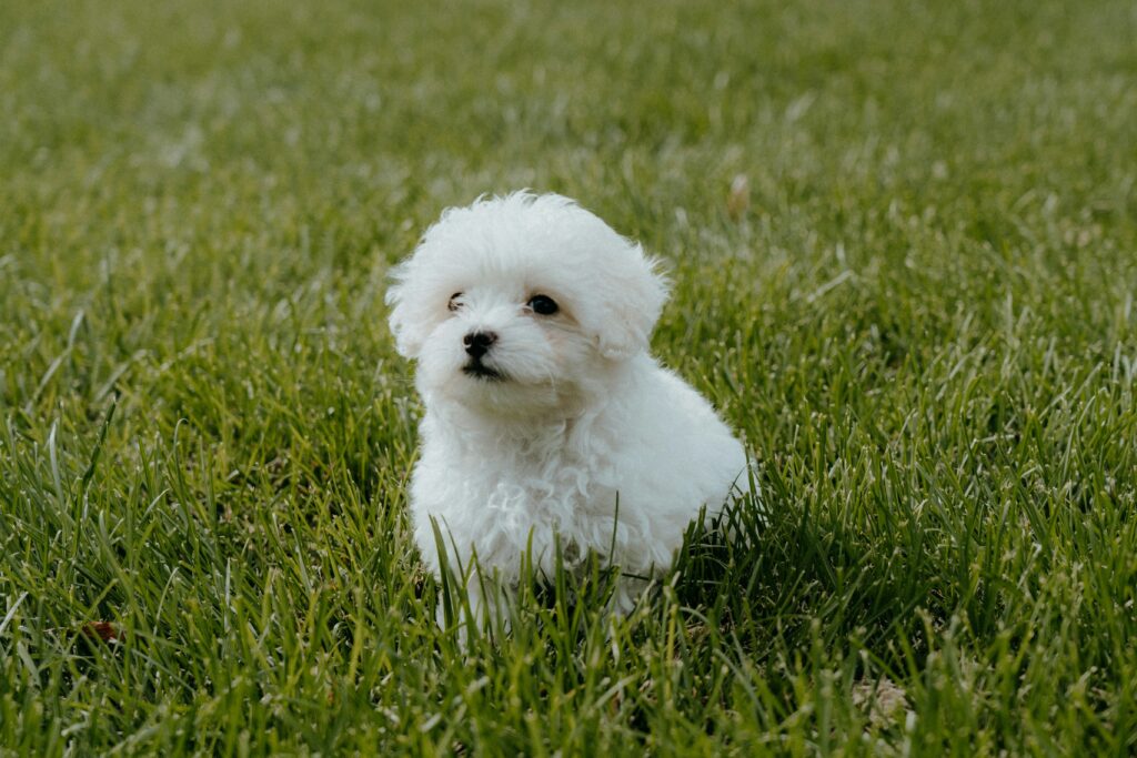 Hypoallergenic Maltese