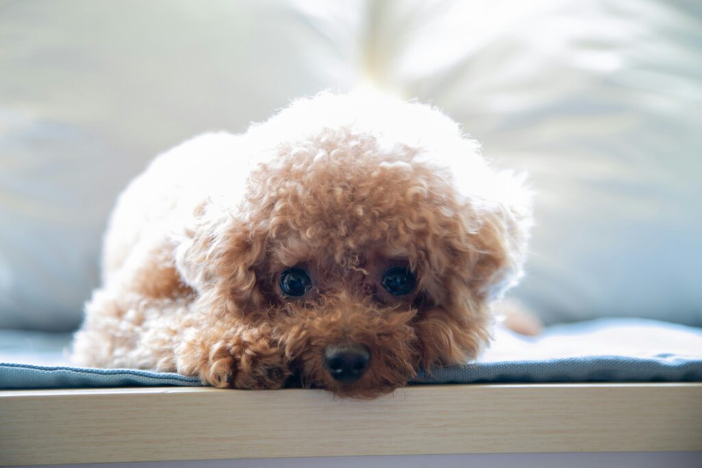 miniature poodle