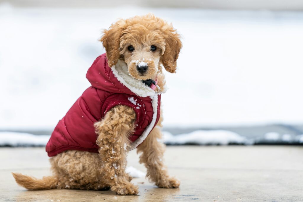 Miniature Poodle