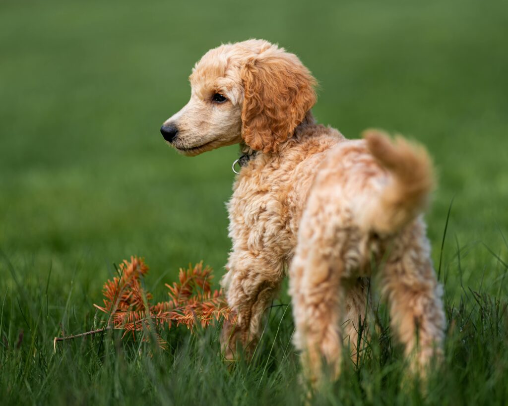 miniature poodle