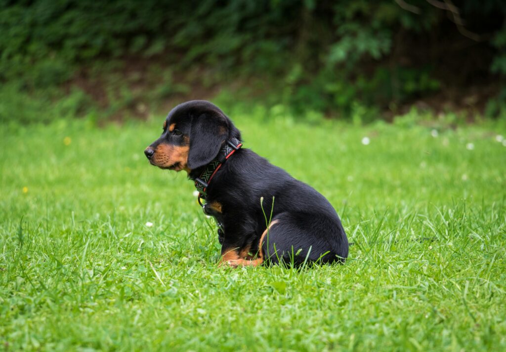 best small dog breeds