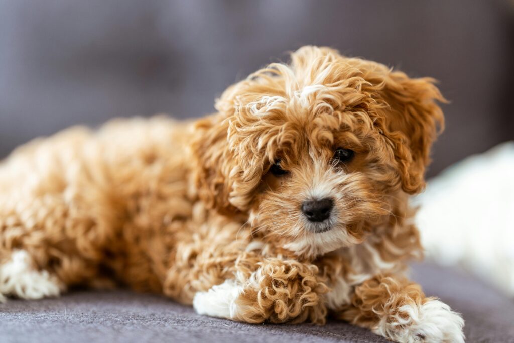 Cavoodle indoors