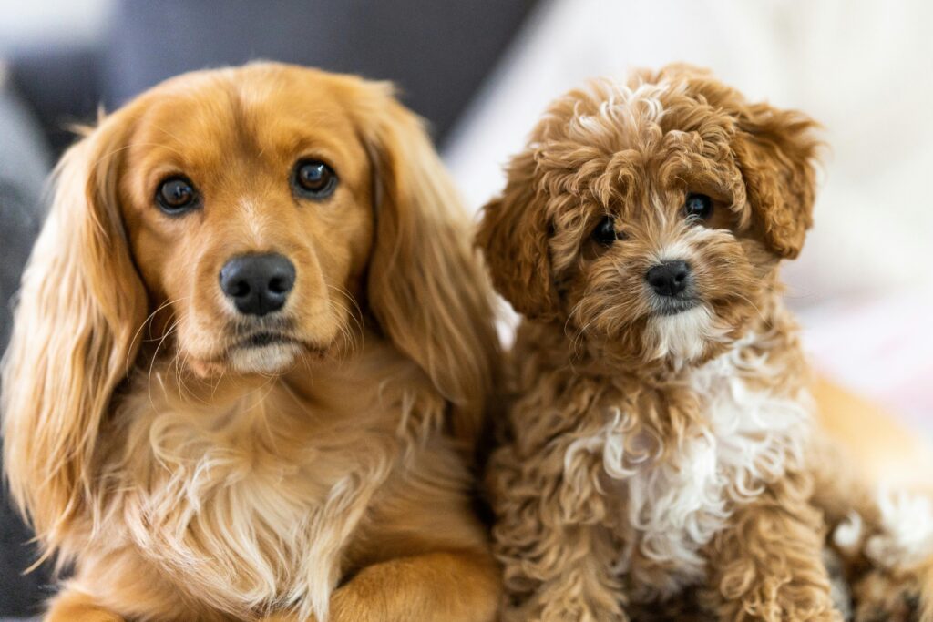 Cavoodle