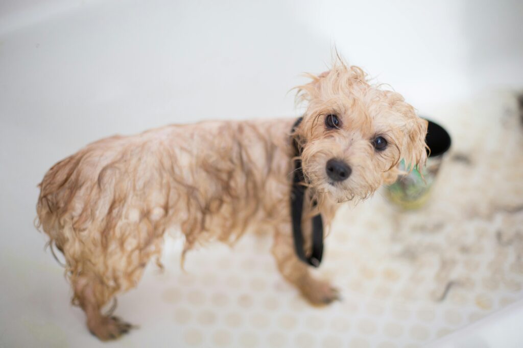 Cavoodle grooming