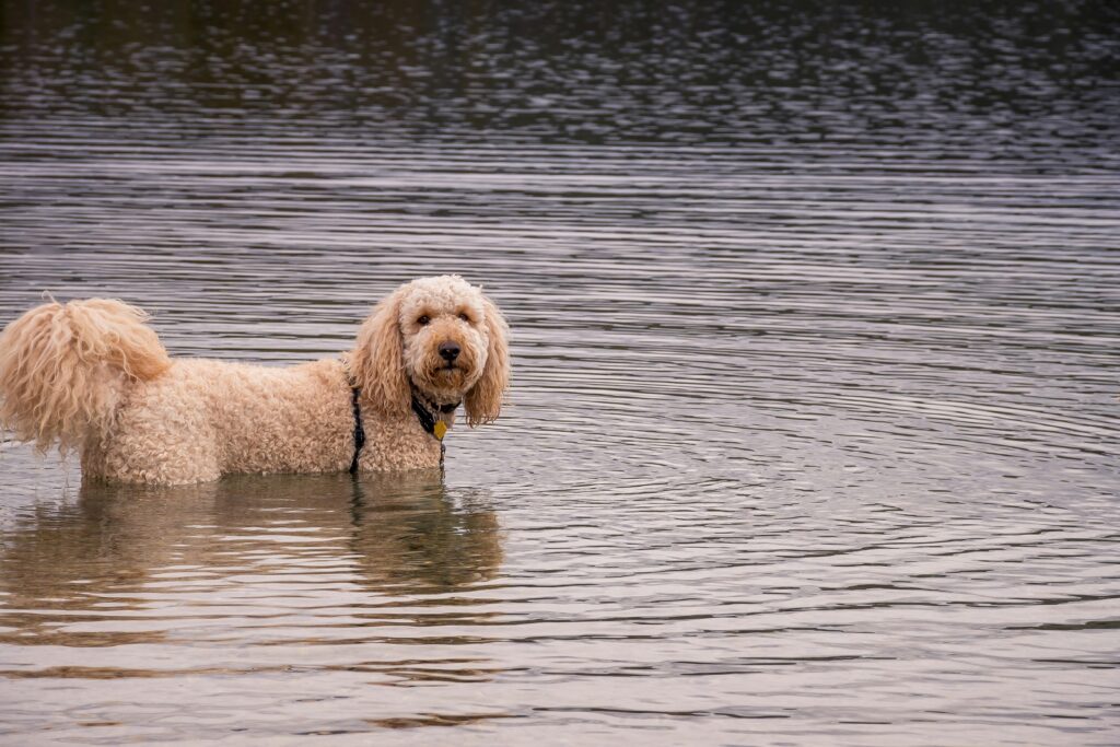 Cavapoo in water