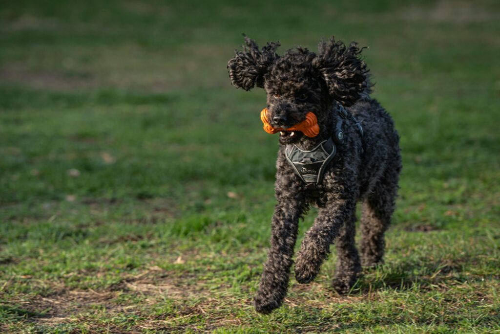 toy poodles