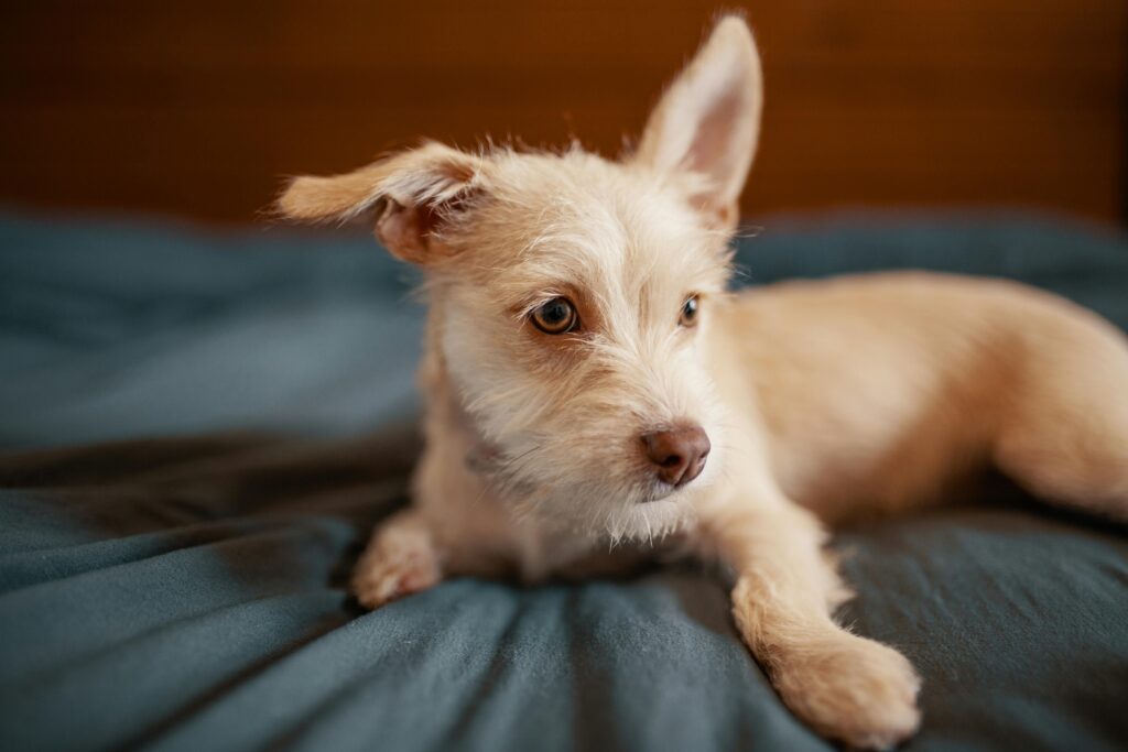 beds for small dogs