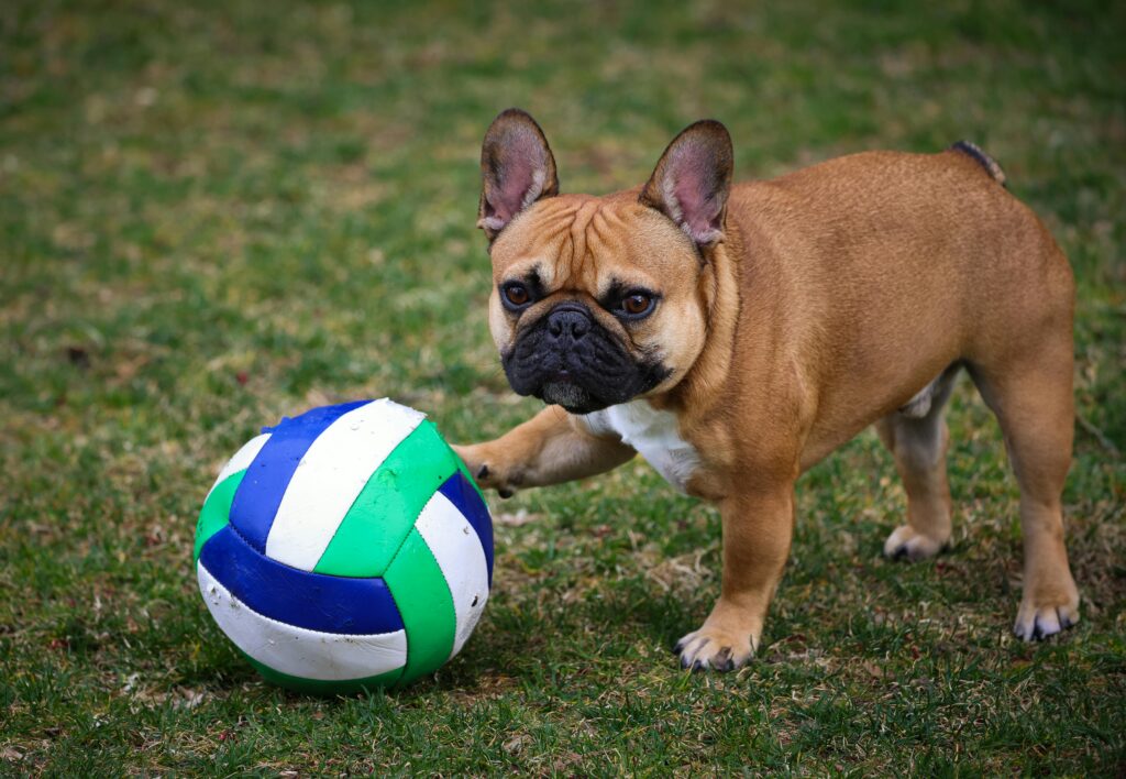 best small family dogs