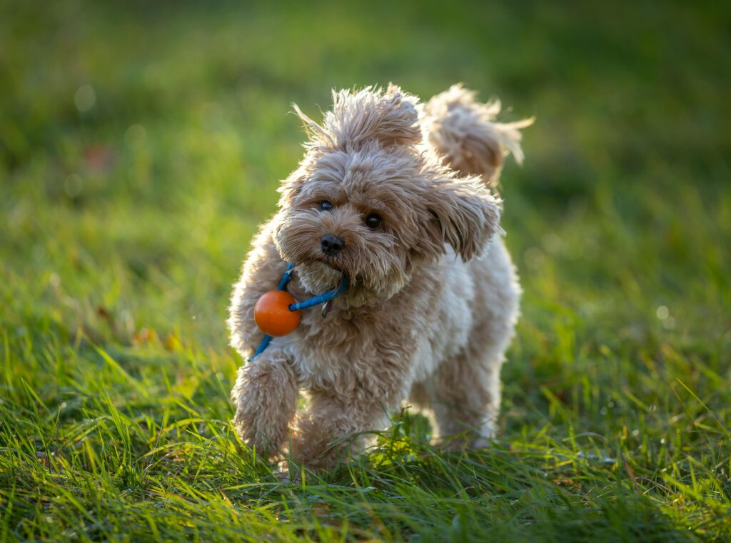 Cavapoo frolics in a grassy field with a toy ball, enjoying a sunny day outdoors.