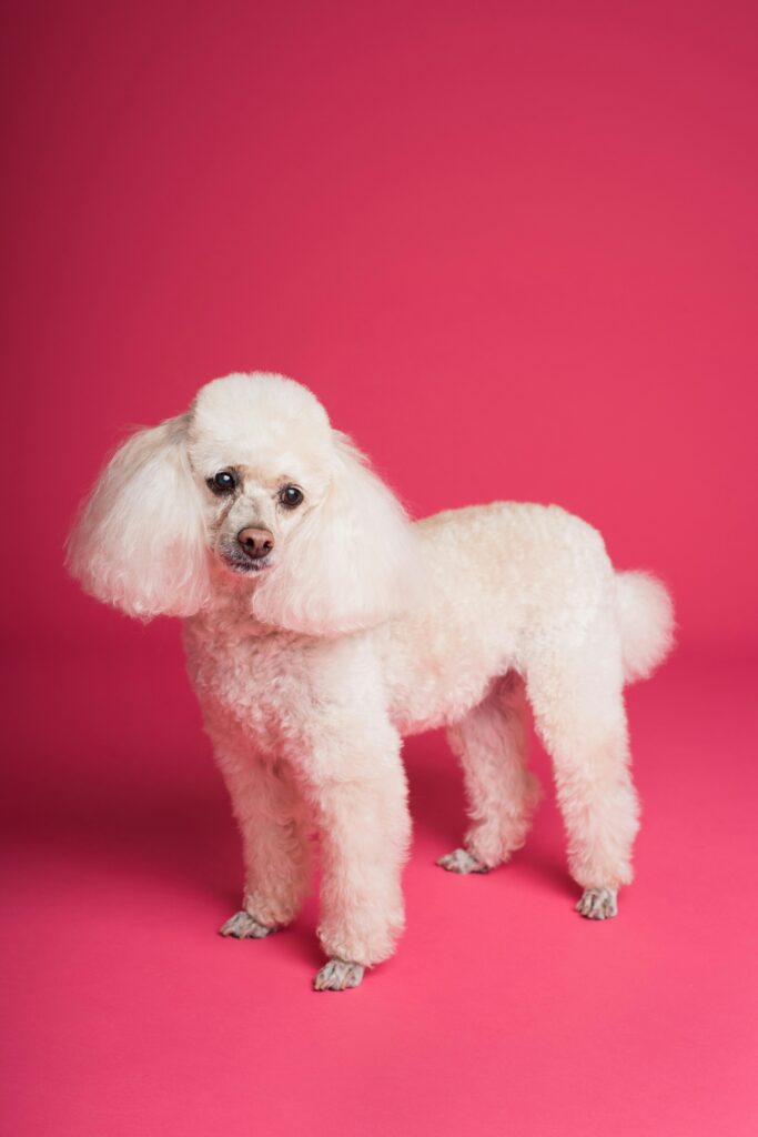 miniature poodle