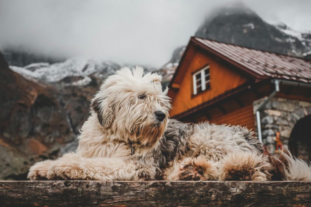 dog house for small dogs