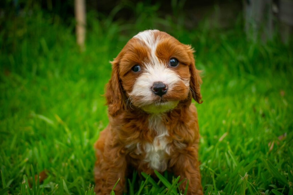 Cute Cavapoo puppy sitting on fresh green grass, exuding charm and playfulness. Perfect for pet-themed content.