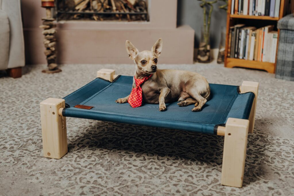 dog beds for small dogs