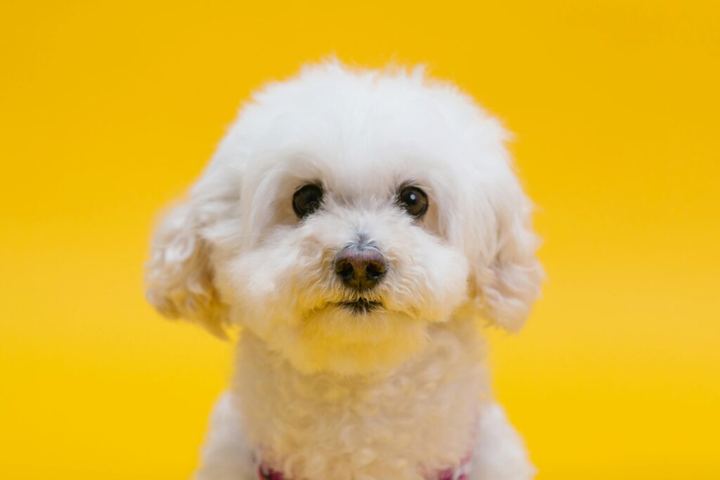 Charming white puppy photographed in front of a vibrant yellow backdrop, capturing cuteness and innocence.