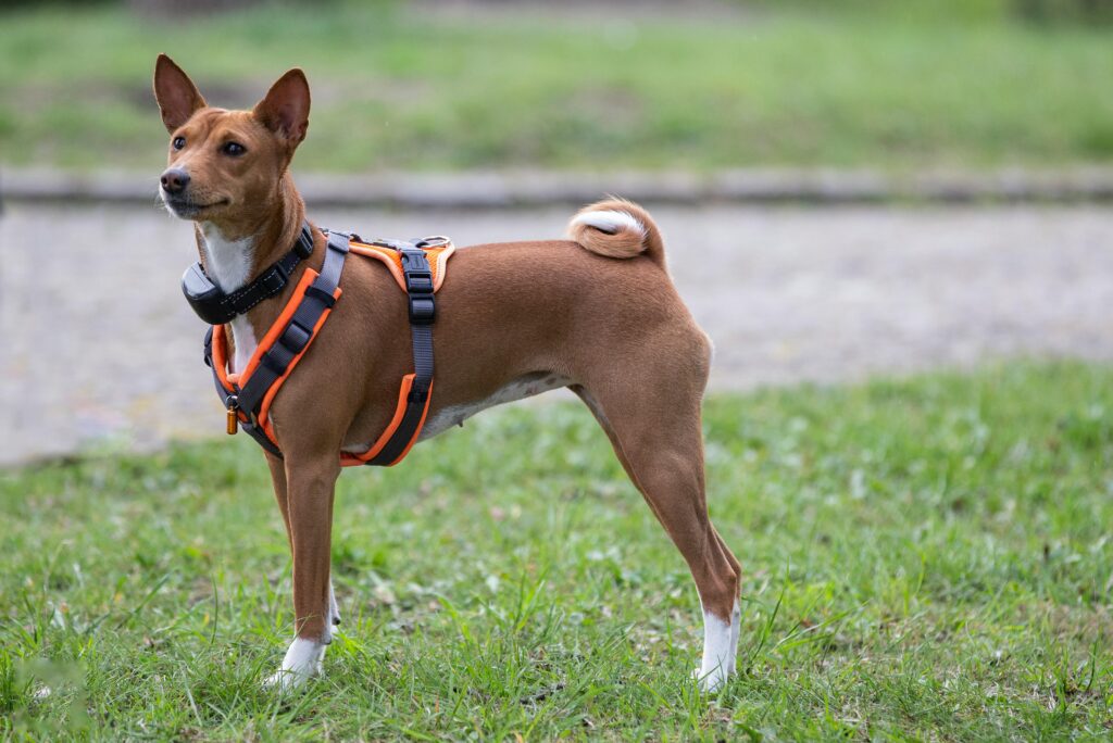 hypoallergenic basenji dog