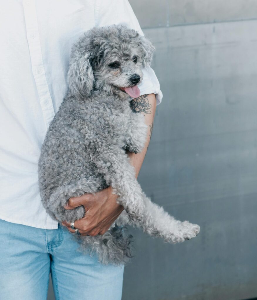 miniature poodle