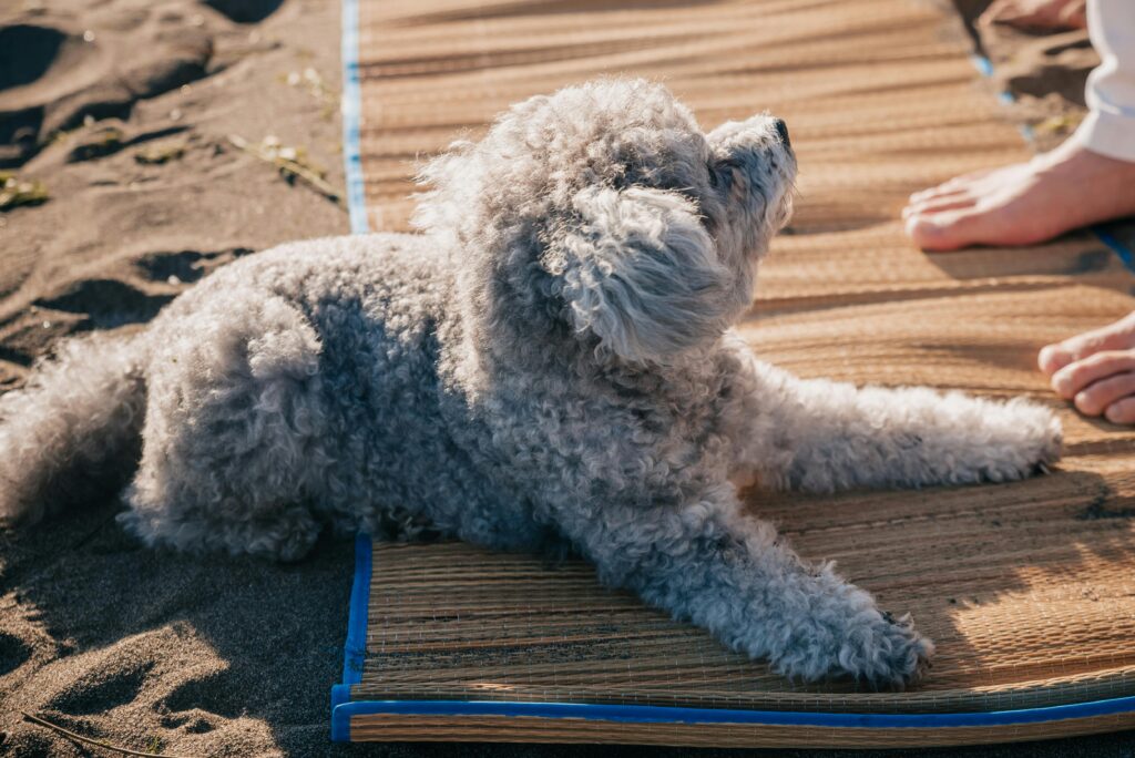 miniature poodle