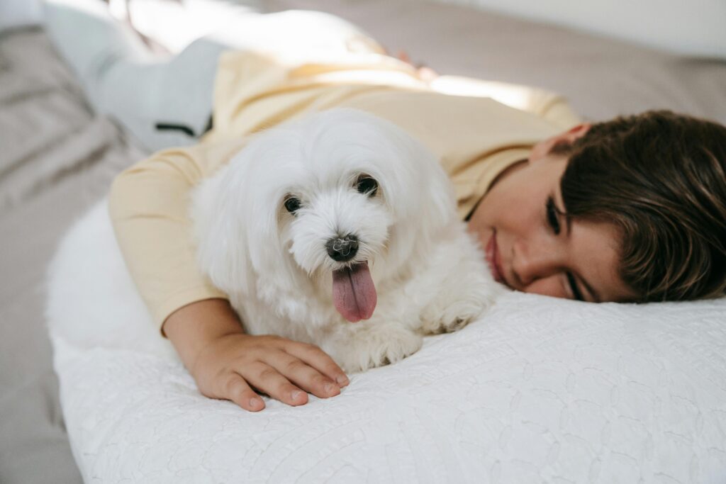 Dog beds for small dogs