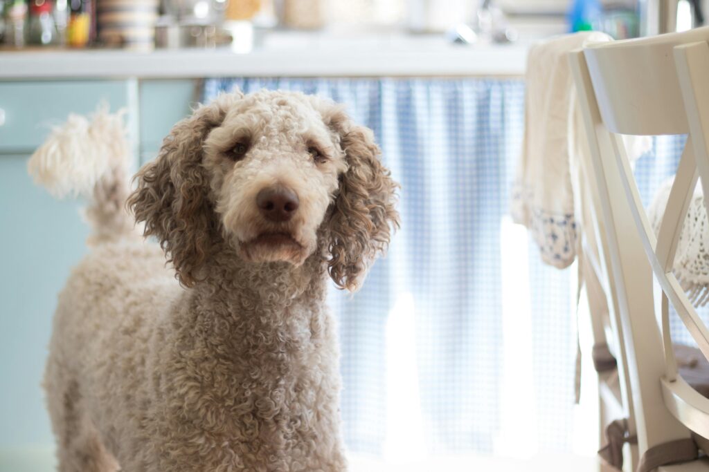 hypoallergenic poodle dog