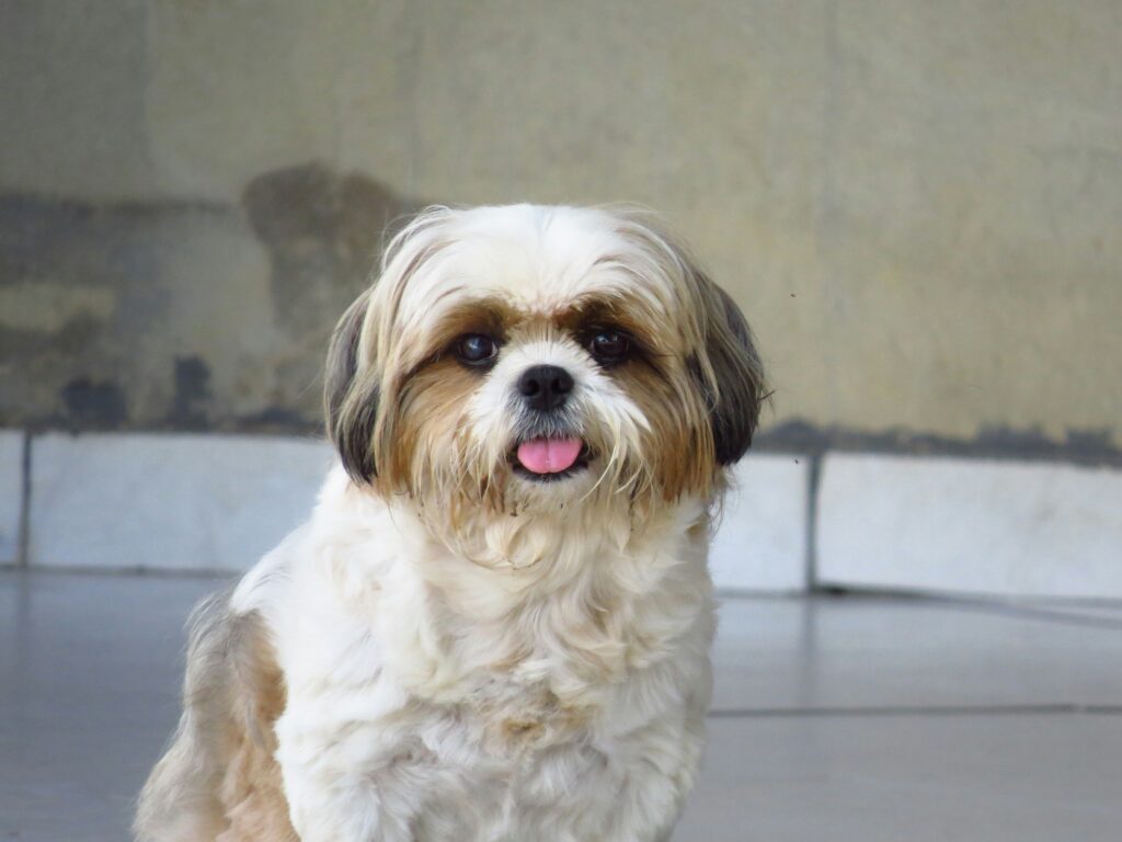 hypoallergenic small dog shih tzu