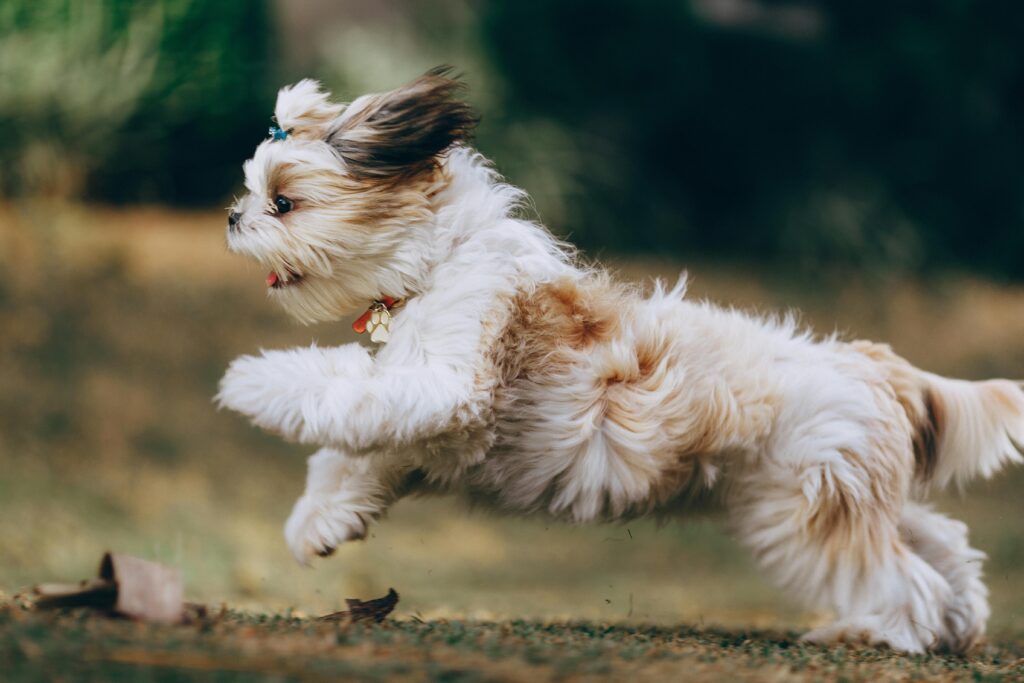 shih tzu - hypoallergenic dog for apartment living